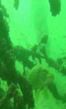 Klopeinersee, Klopeiner See,Österreich