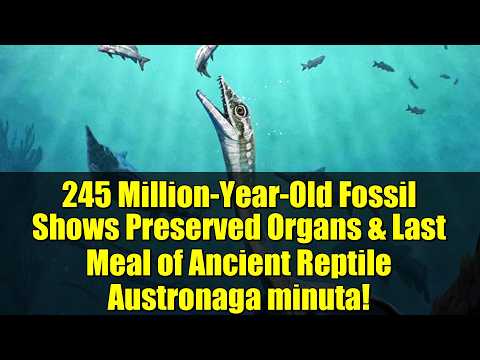 245 Million-Year-Old Fossil Shows Preserved Organs & Last ...