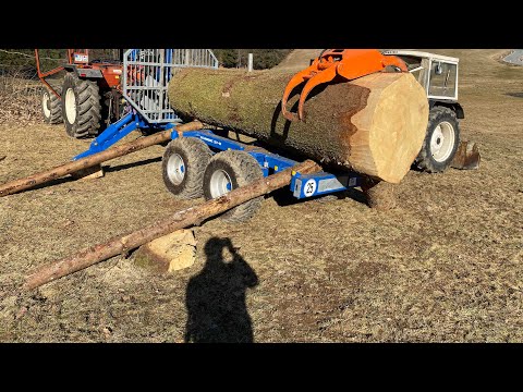 Einfach zu dick und zu schwer. Frisch geschlagene XXL Fichte mit 4m3 verladen