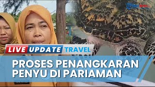 Mengintip Proses Penangkaran Penyu di Pariaman, Trend Positif Ini Tumbuhkan Kesadaran Masyarakat