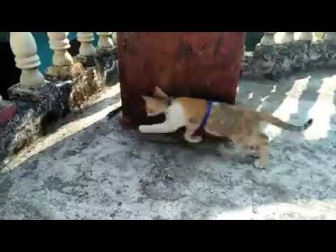 How a cat running for its harness!