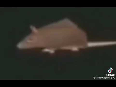 vinny or something idk wtf is flicker @peckneckanimations made me do this