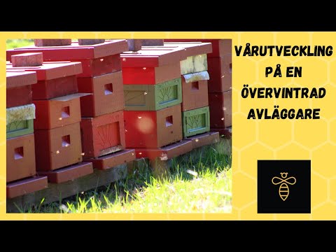 Vårutveckling på en övervintrad avläggare