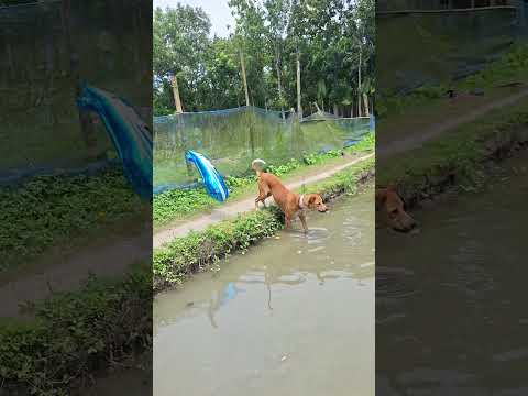 vairal dog fun 🤣 #dogshorts #dogvideos #comedy #dogtalk #funny #animals #cutedog #foryou