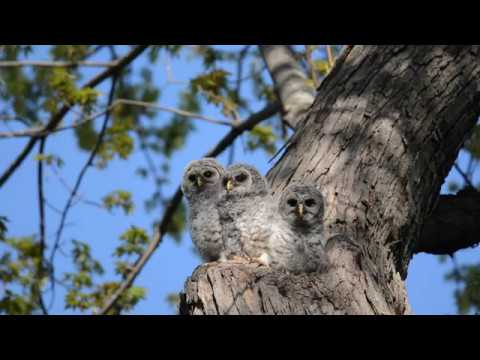 Barred Owlets waking up from their nap. Baby Barred Owls.