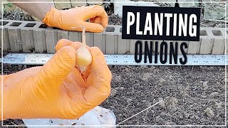 Planting Onions Sets