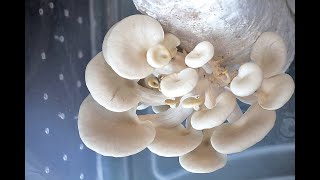 Culture de Pleurotes de l'orme