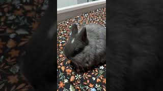 Dwarf Rabbit Rabbits Videos