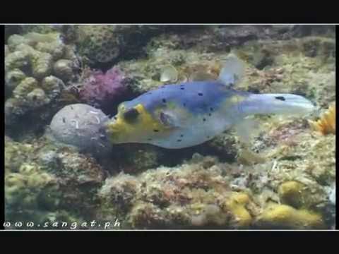 Sangat Island Dive Resort - Reef Diving (Official)