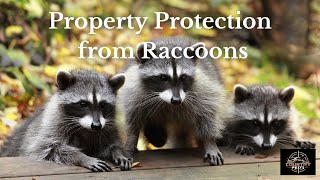 How to Keep Raccoons Away From Your Property