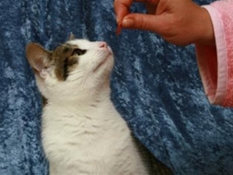 How To Handle A Cat Not Eating - YouTube