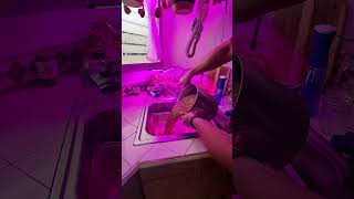 Download lagu Start your mushroom journey! #medicinalmushrooms #anxietyhelp #mushroom #growyourownfood mp3 Download lagu Start your mushroom journey! #medicinalmushrooms #anxietyhelp #mushroom #growyourownfood mp3