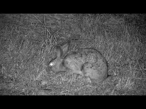 Djuma: Scrub Hares feeding in front of the cam on the road - 21:51 - 07/04/21