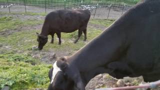 Happy #tongueouttuesday ❤ Gladys and her very large tongue.