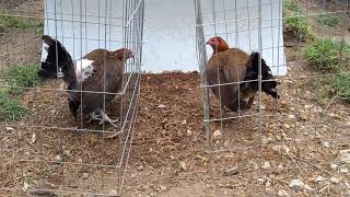 Gallinas Hatch.