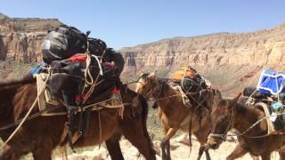 Hiking to Supai, Havasupai Falls April 2017, Mule Trains