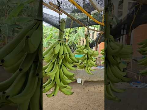 Urabá, Colombia: el origen de nuestro plátano hartón #plátanohartón #agricultura