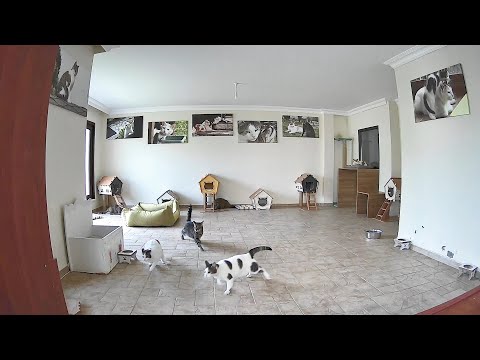 Cats' Reaction to 6.2 Magnitude Earthquake (Istanbul, Türkiye)