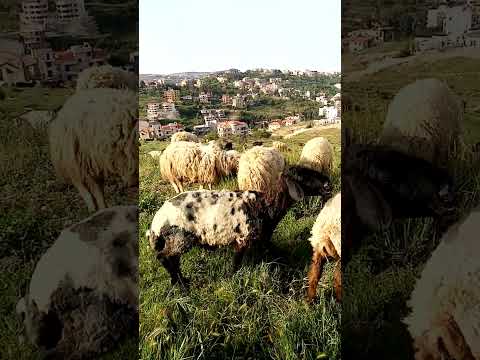 Beautiful place #beautiful #scenery #beautifuldestination#nature #sheep❤️❤️❤️