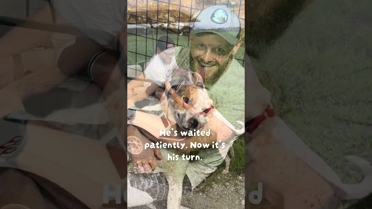 Enlarge ELFIE, a Adoptable mixed breed in Indiantown, FL video 2/6