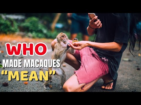 Stop Feeding Monkeys! Why Macaques Turn “Mean” — Real Cause & Safety Tips