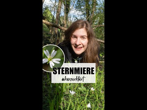 Sternmiere - blühende Waldlichtung #wald #shorts