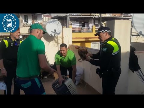 Intervienen ocho gallos de pelea tras desmantelar un criadero ilegal en Málaga