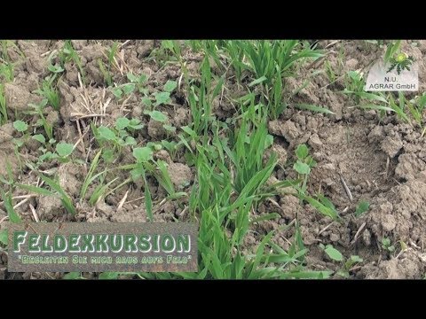 79. Feldexkursion: Zwischenfrüchte - NU Agrar GmbH, 30.08.2017