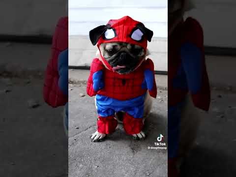 Spider pug! Credits to Doug the pug#pug #spiderman #acrossthespiderverse
