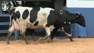 Vídeo 120 - 1ª ETAPA MEGA LIQUIDAÇÃO TOTAL AGROPECUÁRIA MARAJOARA - DIA 4 | GADO GIROLANDO E HOLANDÊS