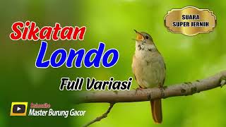 Download lagu Sikatan Londo Gacor || Full Isian Hutan Alami || Nightingale mp3 Download lagu Sikatan Londo Gacor || Full Isian Hutan Alami || Nightingale mp3