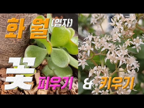 , title : '화월 꽃 피우기 & 키우기 🌺 화월 번식 시키기 🍒 염자 키우기 Crassula ovata Jade Plant'