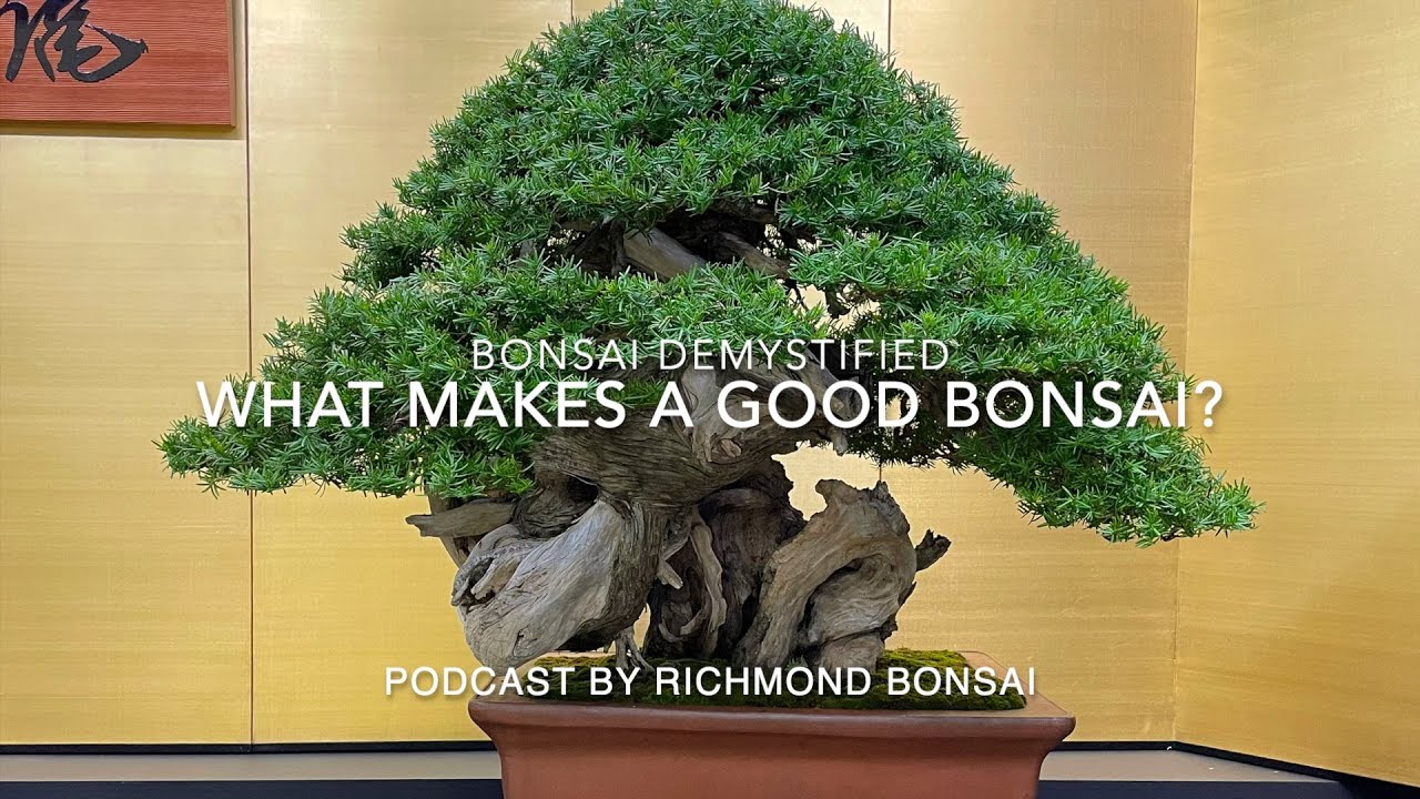 Looking for an exceptional bonsai?  - Bonsai demystified for beginners