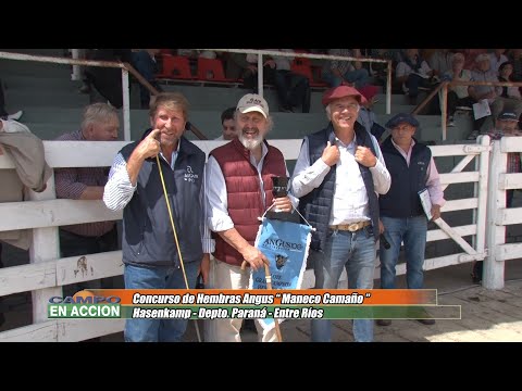 Angus - Concurso de Hembras Maneco Camaño -  Julian Pessolani