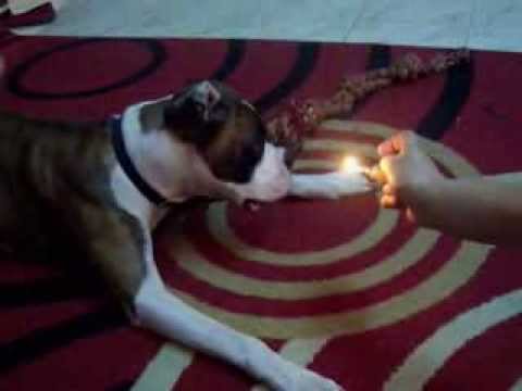 BOXER  DOG         ZACKI BABA.......FIRE