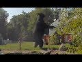 Is This Giant Bear Real?