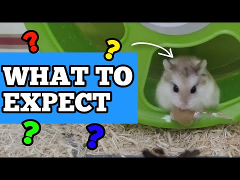 WHAT To EXPECT When You First Bring YOUR HAMSTER HOME | What To Do After Getting A New Hamster 🏡