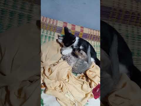 cats hukkum. #cat #rajani #superstar.#jailer.