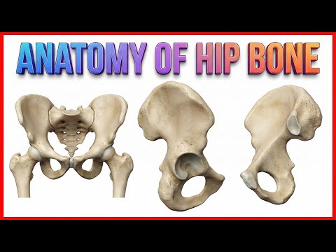 Anatomy of Hip Bone / innominate bone / Pelvis ( Osteology ): Ilium, Ischium, Pubis: Animation