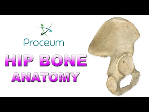 Anatomy of Hip Bone / innominate bone / Pelvis ( Osteology ): Ilium, Ischium, Pubis: Animation