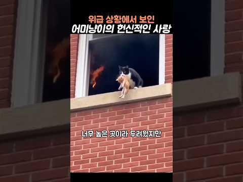 위급한 상황에서 선택한 어미고양이의 헌신적인 사랑 #고양이 #어미고양이 #헌신적 #사랑