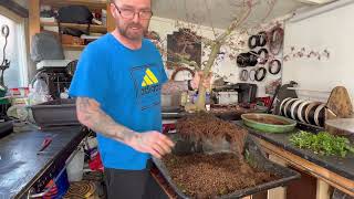 Expert Tips for Successful Repotting Japanese Maple Bonsai