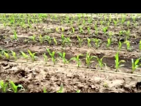 Speed tube precision planting