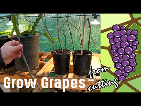 , title : 'How To Grow Grape Plants From A Cutting'