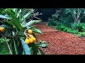 Our Favorite Grafted Loquat Trees (Japanese Plums)