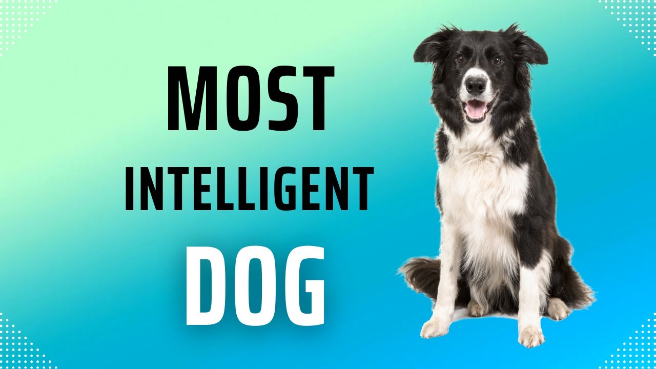 Top 5 Most Intelligent Dog Breeds Ranked by Experts 🧠🐶