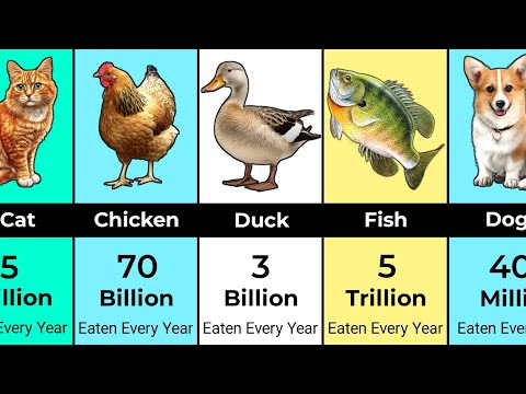 How Many Animals Do Humans Eat Every Year