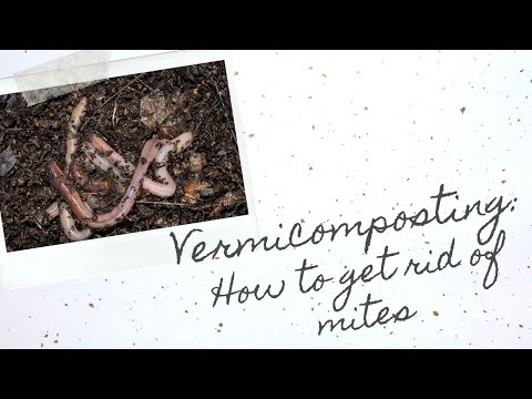 Vermicomposting: How to get rid of mites