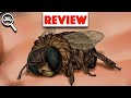 Bee Simulator Review PS4 On PS5