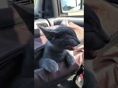 Kitten Jim in car travelling to his new home